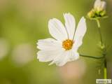 365 150 W - Photo 134