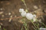 365 150 W - Photo 135