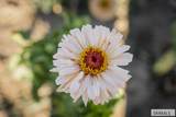 365 150 W - Photo 136