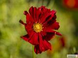365 150 W - Photo 139