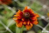 365 150 W - Photo 14