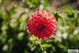 365 150 W - Photo 142