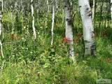 5611 2 Lazy 2 Road - Photo 55