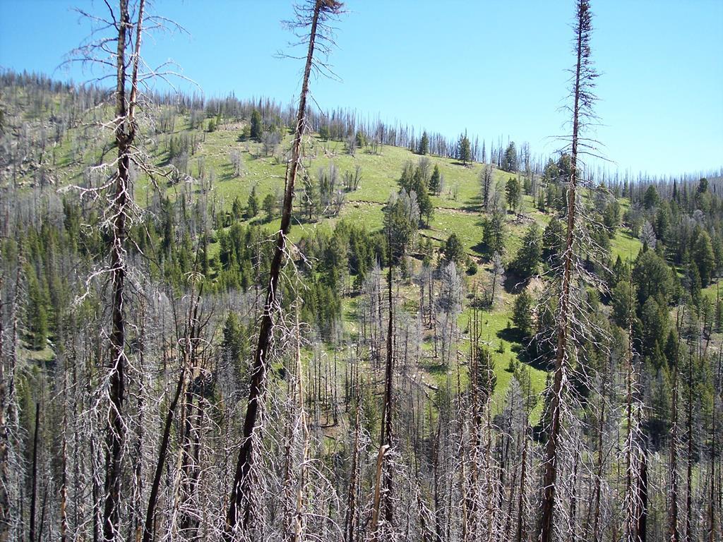 TBD Spring Creek Road - Photo 1