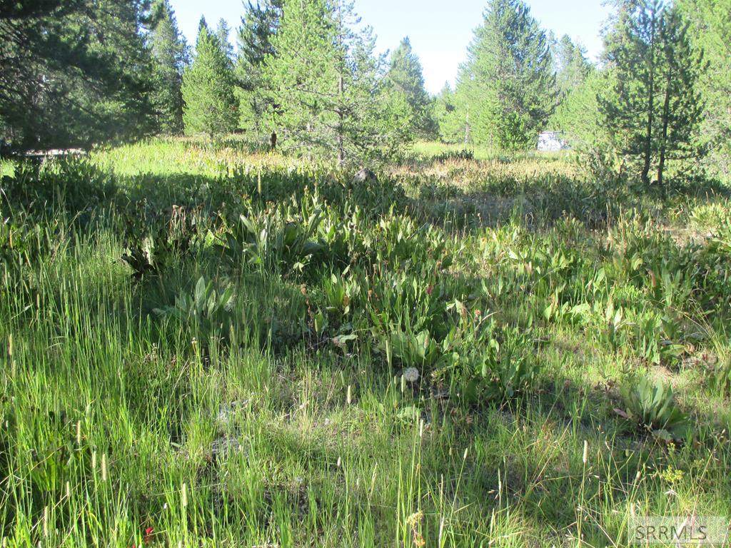 TBD Buffalo Lane - Photo 1