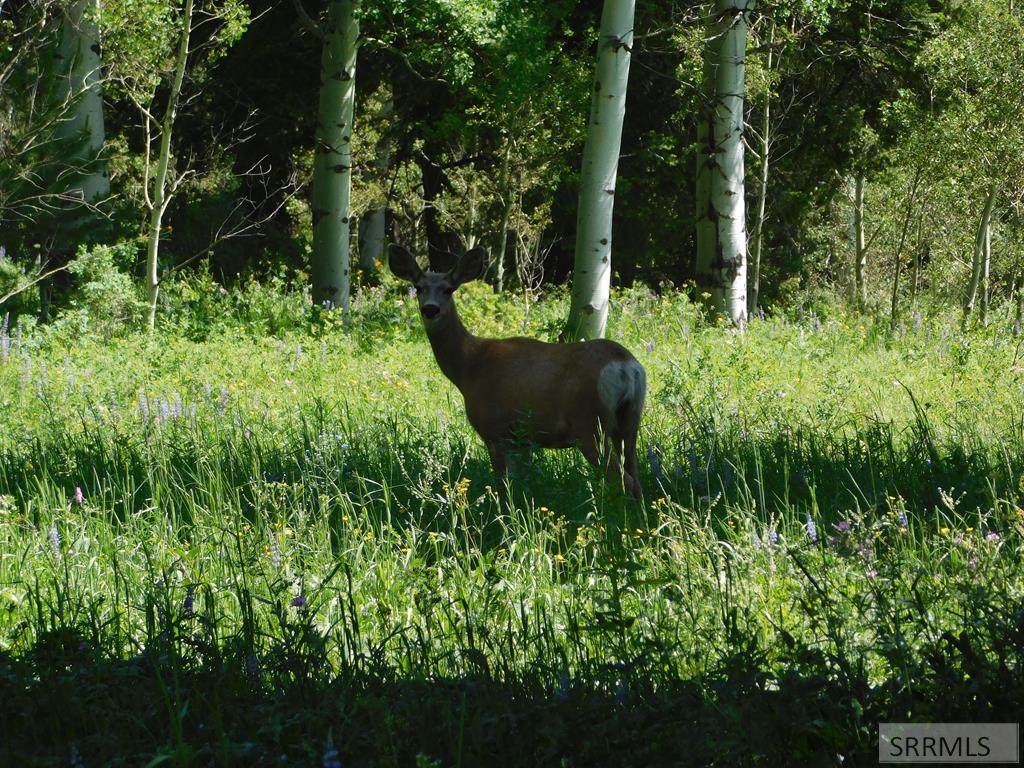 0008 Alpenglow Road - Photo 1