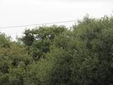 18 .15 ac Buckman Springs Road - Photo 12