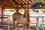 11144 Ojai Santa Paula Road - Photo 39