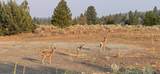 0 Bobcat Drive - Photo 3