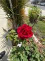 853 Crestview Street - Photo 30