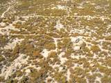 0 Chihuahua Valley Road - Photo 21