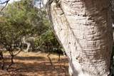 18221 Berta Canyon Road - Photo 13