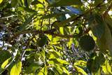 1109 Via La Cuesta - Photo 42