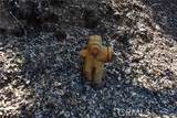 0 Apica - Photo 6