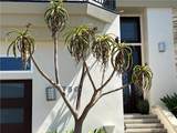 750 Bolsana Drive - Photo 18