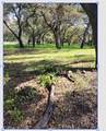 19411 Live Oak Canyon - Photo 2