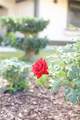 183 Starflower - Photo 28