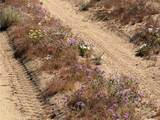 0 Old Woman Springs Road - Photo 9