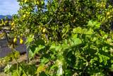 957 Skyline Drive - Photo 29