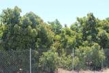0 Camulos Street - Photo 14