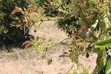 0 Camulos Street - Photo 18
