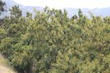 0 Camulos Street - Photo 2