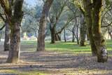 11 Arroyo Sequoia - Photo 1