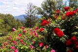 5603 Clouds Rest Road - Photo 58