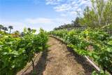 42371 Via De Los Fideos - Photo 11