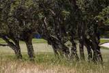 25520 Via Malpaso - Photo 2