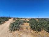 0 Cactus - Photo 7