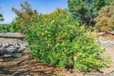 27117 Santolina Street - Photo 63