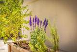 919 Matilija Street - Photo 42