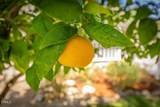 919 Matilija Street - Photo 44