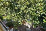 127 Lemon - Photo 20