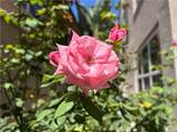 37 Peony - Photo 31