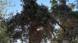 23265 Viola Ave - Photo 8