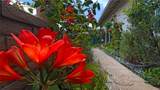 23722 Via Pellicer - Photo 37