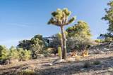48311 Burns Canyon Rd - Photo 48
