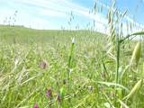 0 Douglas Rd. (Lot 43) - Photo 16
