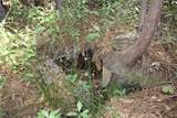 0 Black Bart Road - Photo 17