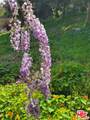 919 Rivas Canyon Road - Photo 14