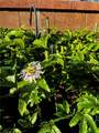 3 Ardmore - Photo 45