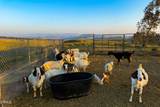14855 Middle Ranch Road - Photo 63