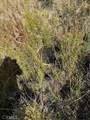 0 310-240-001 Kennedy Meadows Road - Photo 11