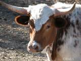 3470 Ranchita Cyn Rd - Photo 14