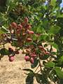3470 Ranchita Cyn Rd - Photo 29
