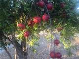 3470 Ranchita Cyn Rd - Photo 30