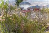 1 Gray Squirrel Road - Photo 33