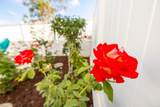 4969 Lamia Way - Photo 43